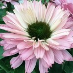 127125 — копия3